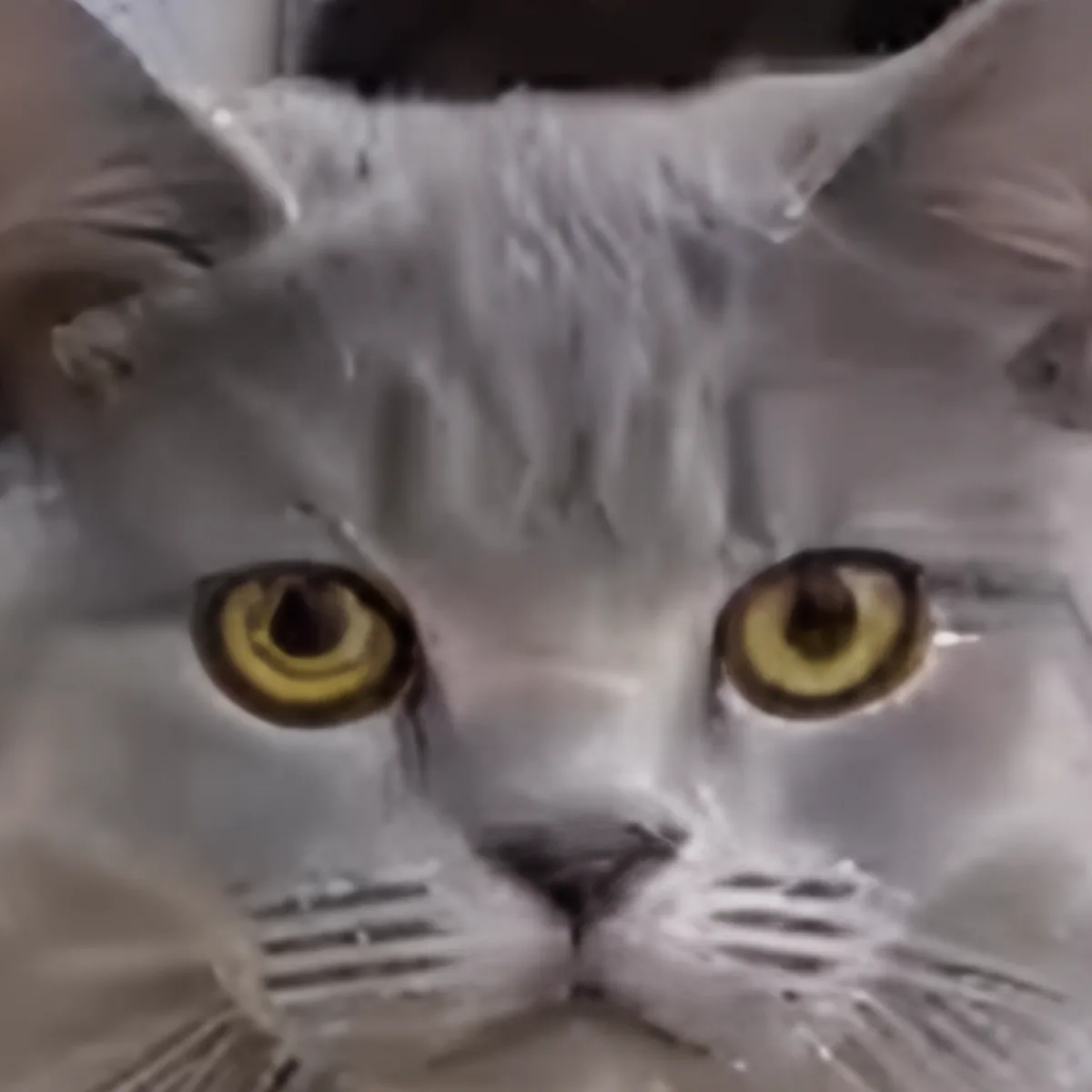 猫の目・顔・毛並みのAI高画質化（同一座標の切り出し）