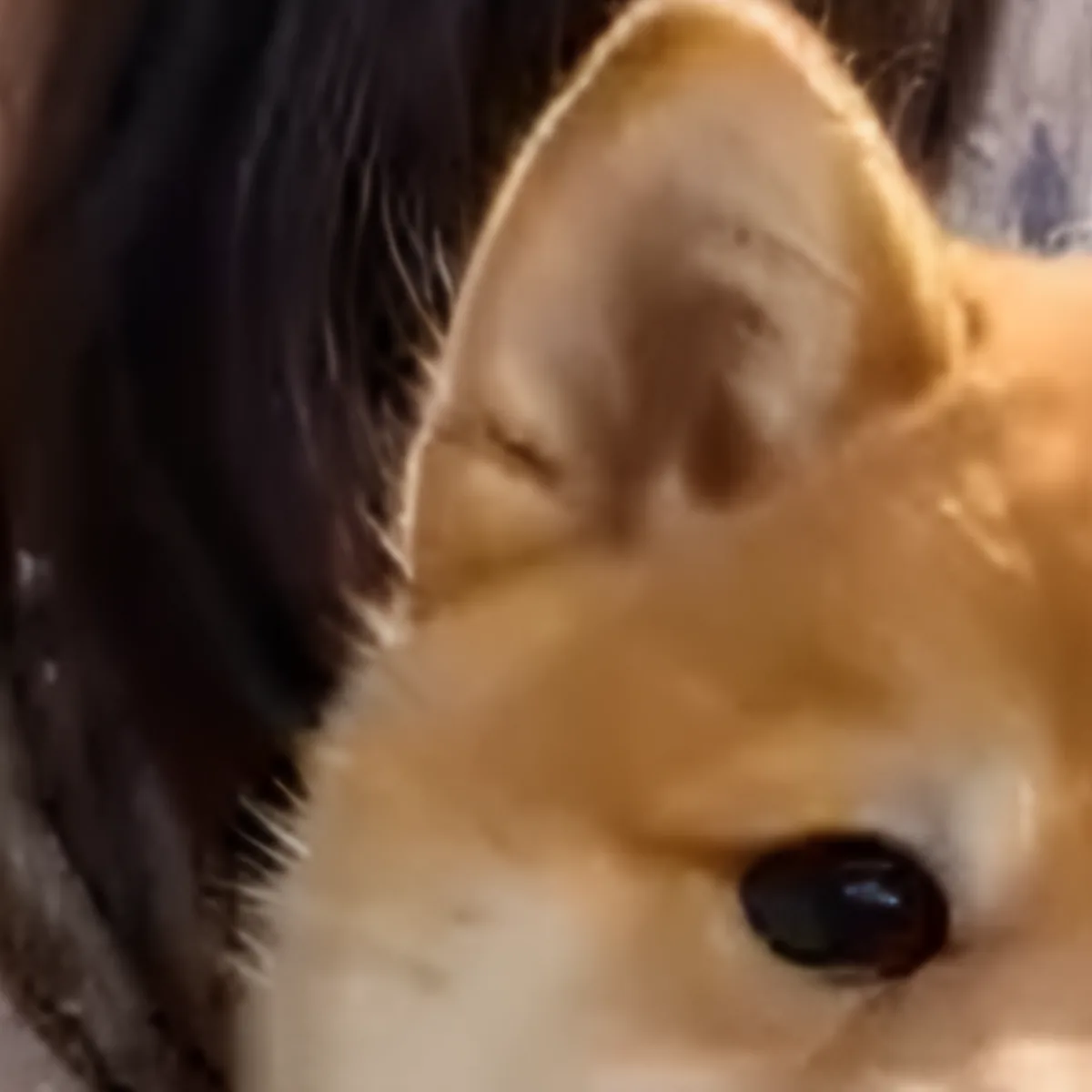 犬の耳・顔・毛並みのAI高画質化（同一座標の切り出し）