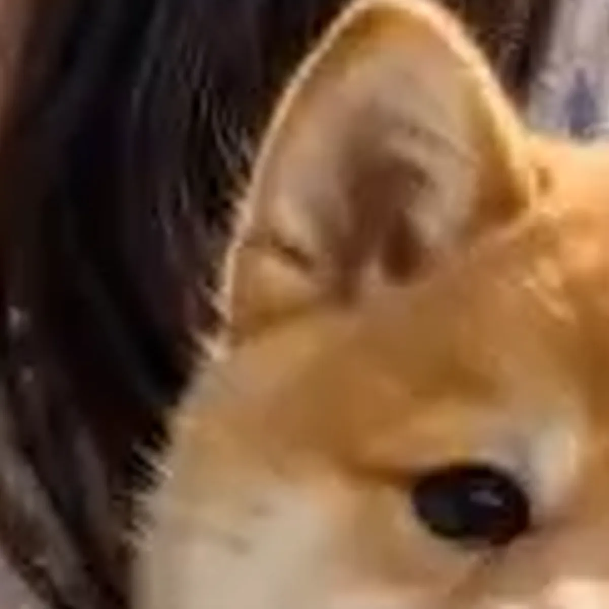 犬の耳・顔・毛並みの通常拡大（同一座標の切り出し）